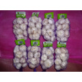 In Great Demand Jinxiang Normal White Garlic